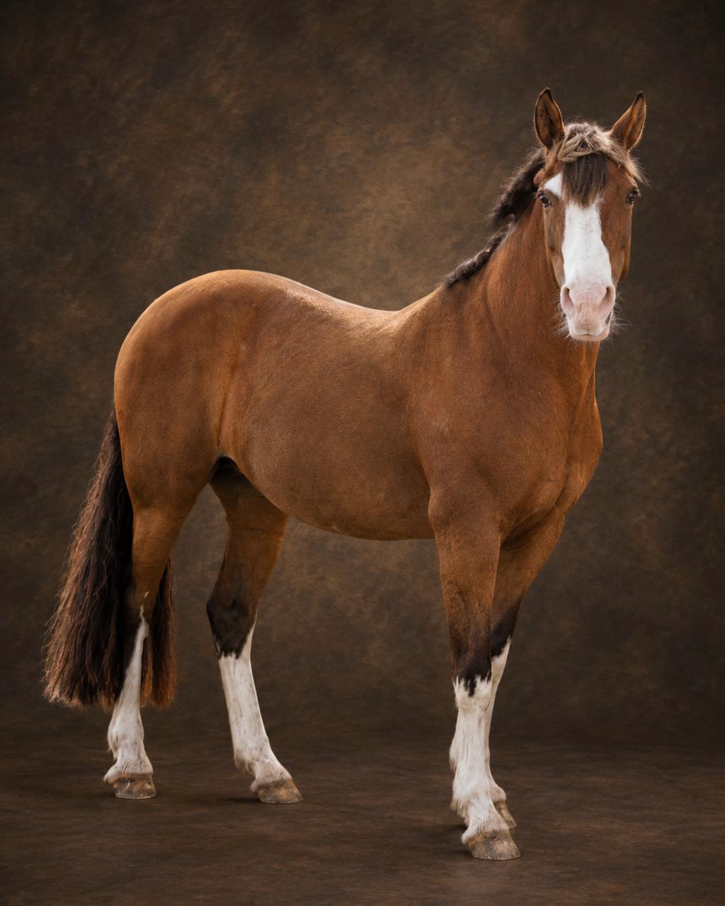 Fine Art style: full-length portrait of a chestnut horse with a blaze and white socks standing on a dark studio floor before a mottled painted backdrop