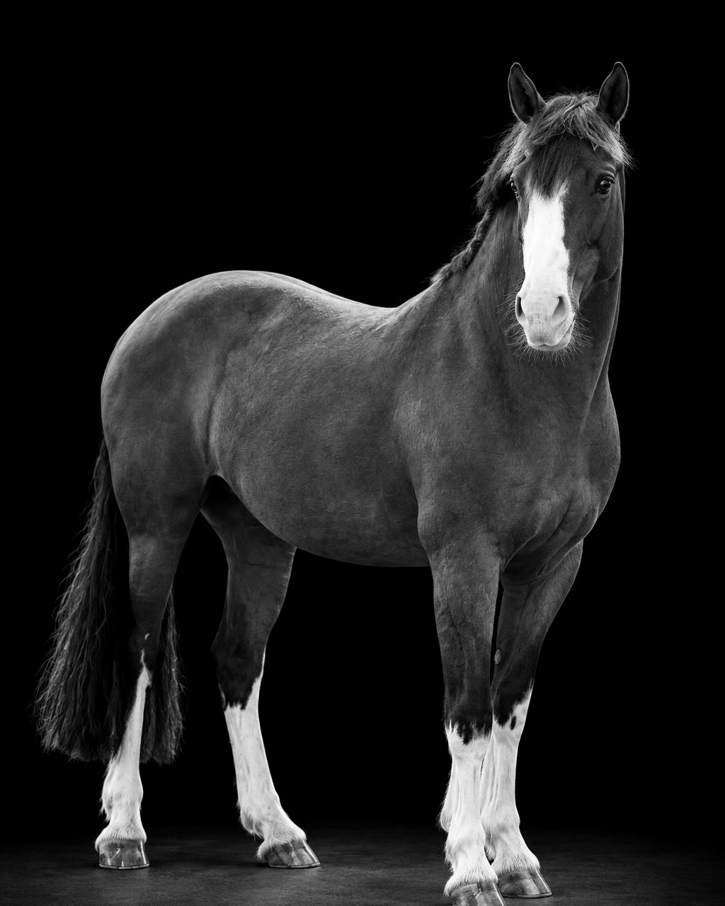 Fine Art Black & White style: black and white full-length portrait of a horse with a blaze and white socks standing in a dark stable doorway
