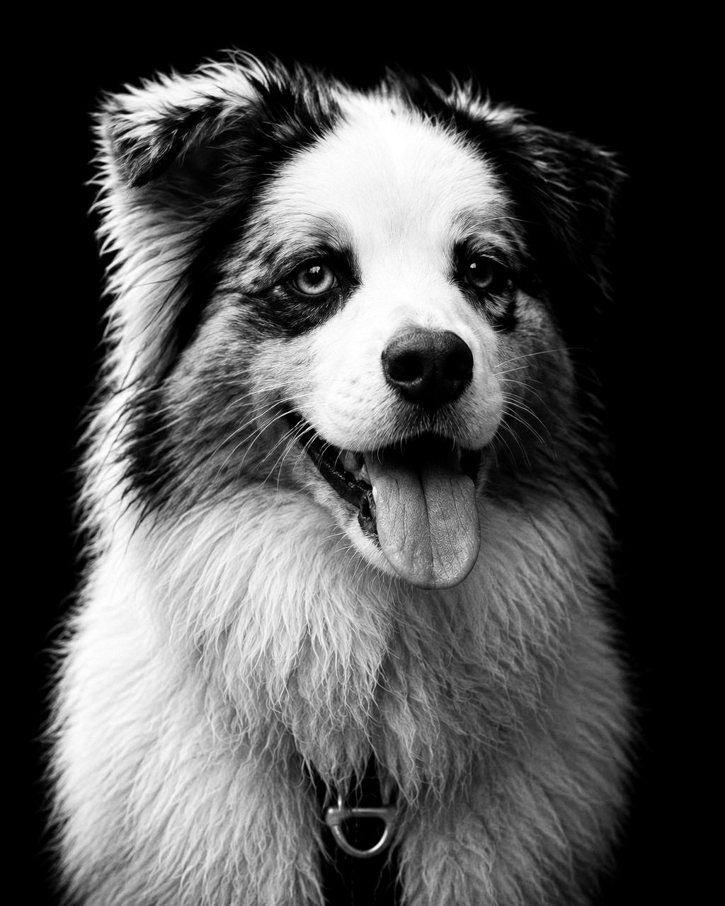 Fine Art Black & White style: soft black and white close portrait of a merle dog emerging from a black background