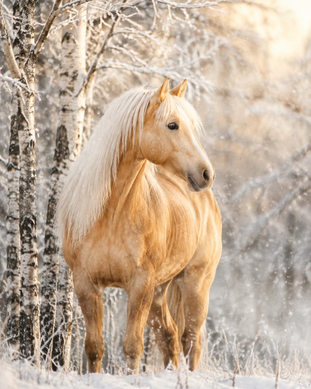 Palomino horse with a pale mane among frosted birch trees in falling snow